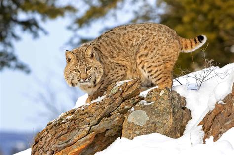 bobcat of big sky